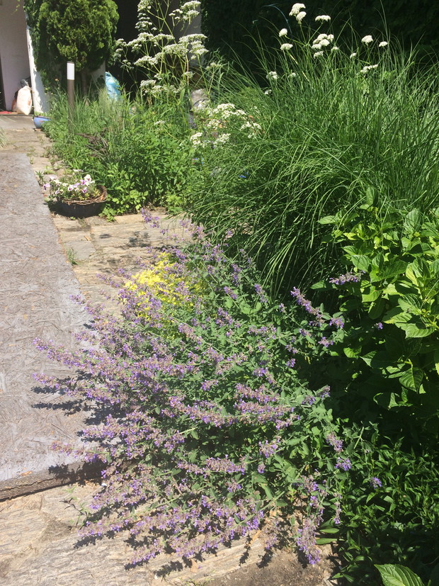 W roli głównej kocimięta