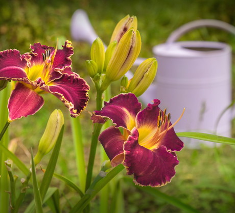 W sprzedaży jest wiele odmian liliowców, a mnogość wariantów kolorystycznych pozwala znaleźć najbardziej pasującą odmianę. (zdj.: Adobe Stock)