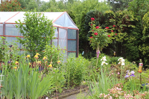 W tle pasja męża: szklarenka foliowa