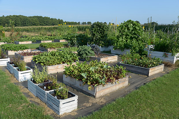 Warzywniak i nasze uprawy. Podlewane gnojówkami z pokrzywy, skrzypu i żywokostu. Na obrzeżach działki postawiliśmy hotele dla owadów. Pomagają one w zapylaniu. Po kwitnieniu jest gwarancja większych zbiorów.