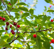 Wczesne owocowanie odmiany Summit zawdzięczamy m.in. wysokiej odporności drzewa na mróz. (zdj.: Adobe Stock)