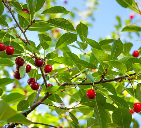 Wczesne owocowanie odmiany Summit zawdzięczamy m.in. wysokiej odporności drzewa na mróz. (zdj.: Adobe Stock)
