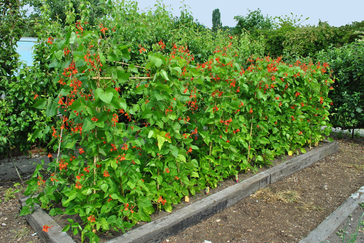 Wielką zaletą fasoli wielokwiatowej (phaseolus coccineus) jest łatwość w prowadzeniu. Wystarczy jedynie zapewnić roślinom odpowiednie podpory. (zdj.: Adobe Stock)