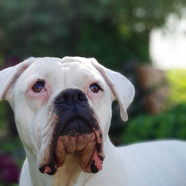 Wierny towarzysz w trakcie wszystkich prac ogrodowych