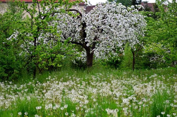 Wiosenna łąka w cieniu starych jabłoni 