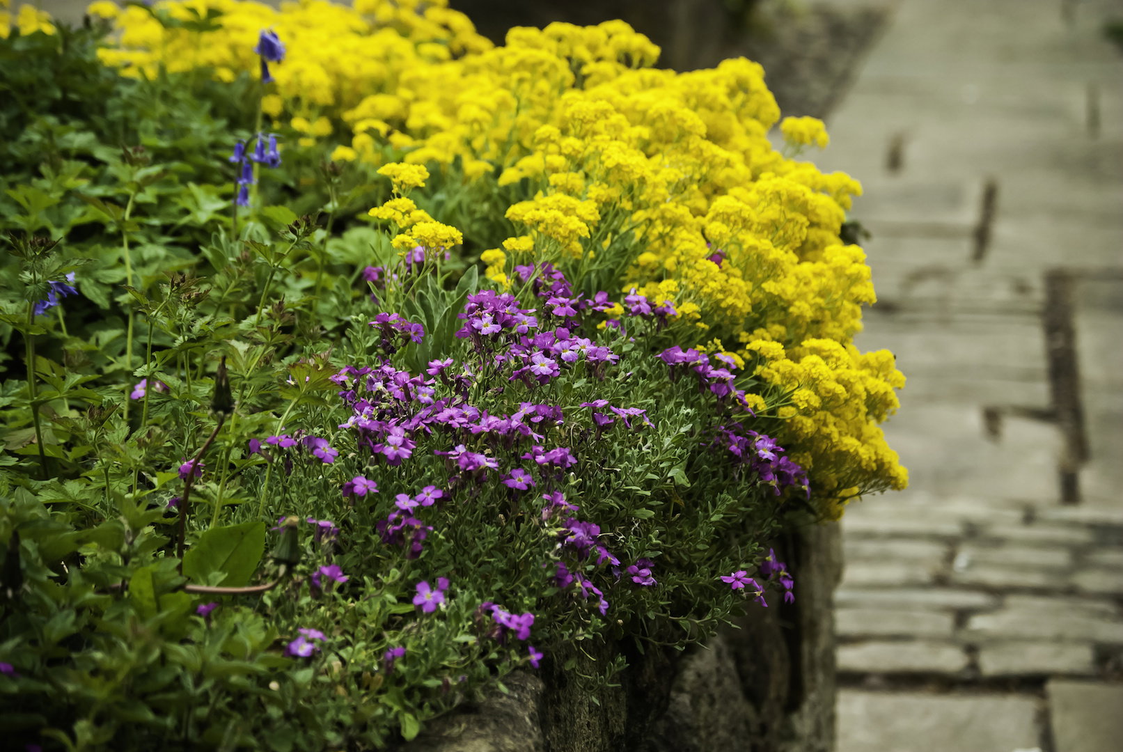 Żagwin i smagliczka skalna to wytrzymały i piękny rabatowy duet, który dzięki kontrastującym ze sobą kolorom kwiatów wyróżnia się na tle reszty nasadzeń. (zdj.: Adobe Stock)