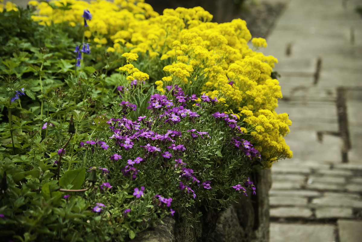Żagwin i smagliczka skalna to wytrzymały i piękny rabatowy duet, który dzięki kontrastującym ze sobą kolorom kwiatów wyróżnia się na tle reszty nasadzeń. (zdj.: Adobe Stock)