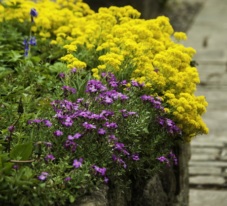 Żagwin i smagliczka skalna to wytrzymały i piękny rabatowy duet, który dzięki kontrastującym ze sobą kolorom kwiatów wyróżnia się na tle reszty nasadzeń. (zdj.: Adobe Stock)