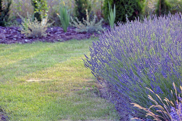 Zakola lawendowej drogi zapraszają na spacer po ogrodzie. Może za chwilę będzie jakaś niespodzianka.