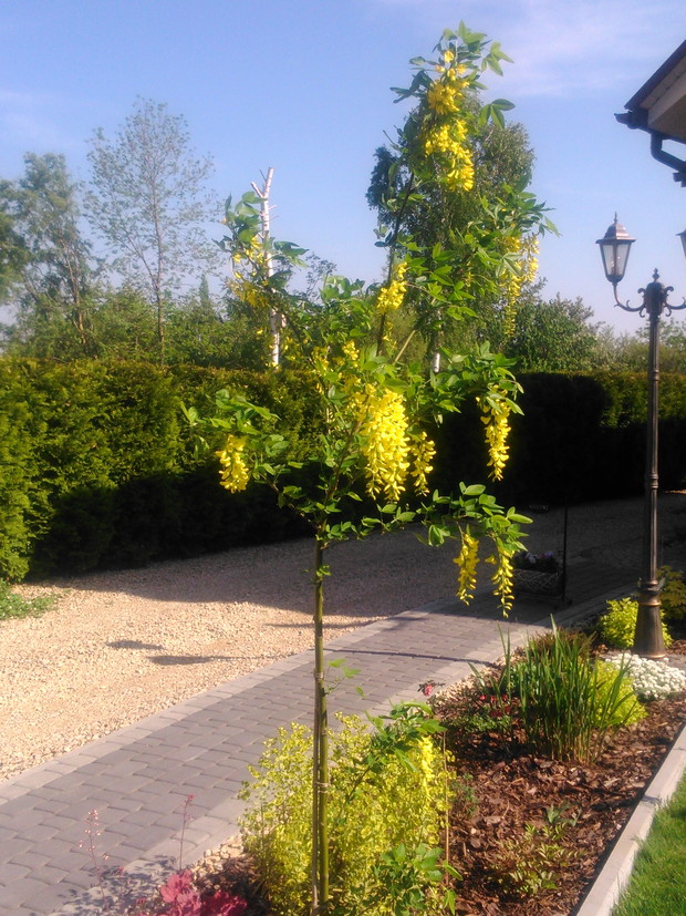 Złotokap to piękna lecz bardzo trująca roślina.