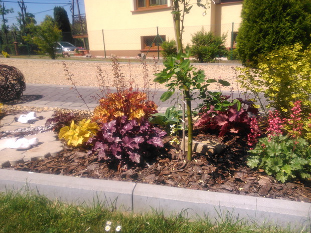 Żurawki doskonale nadają się na słoneczne stanowiska.