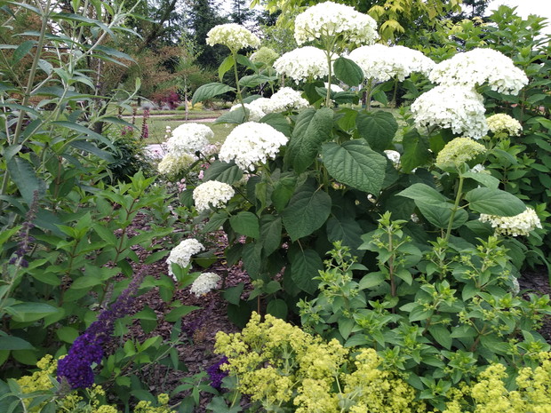 Annabell w zakątku hortensjowym...