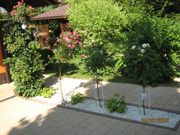 Aranżacja pomiędzy podjazdem do garażu a chodnikiem do ganku. Pod słupem nasadzenie hortensji pnącej a dalej szczepione róże oddzielone nasadzeniami rumianki .