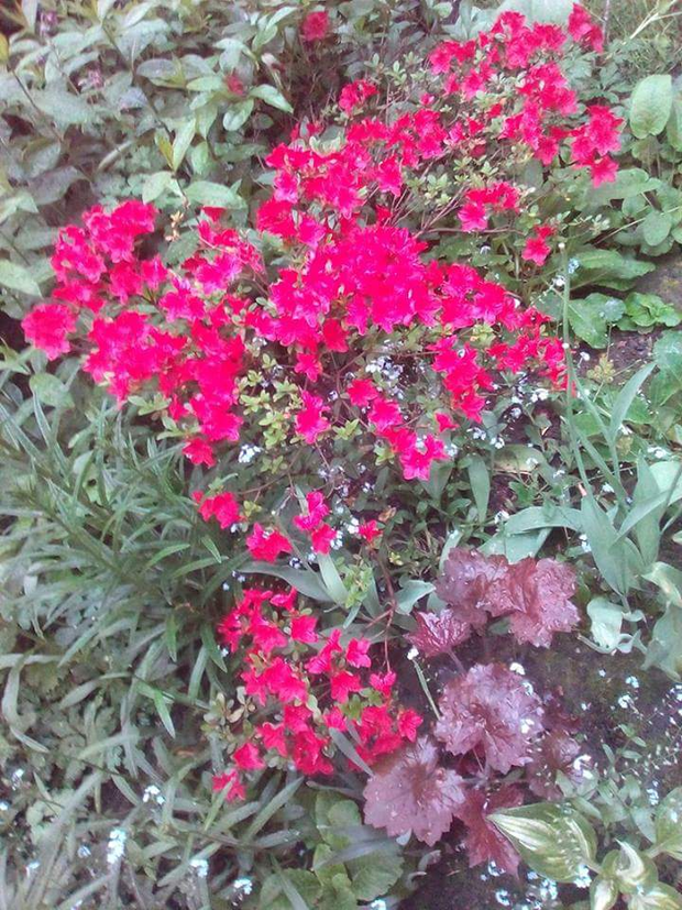 Azalia japońska "Fridoline" ma niesamowity krwisty kolor.