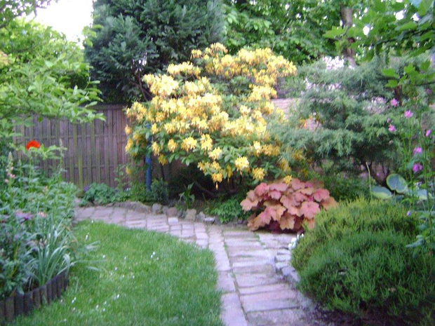 Azalia żółta pachnie przecudnie,ale trzeba na nią uważać, bo wszystkie jej części są trujące. 