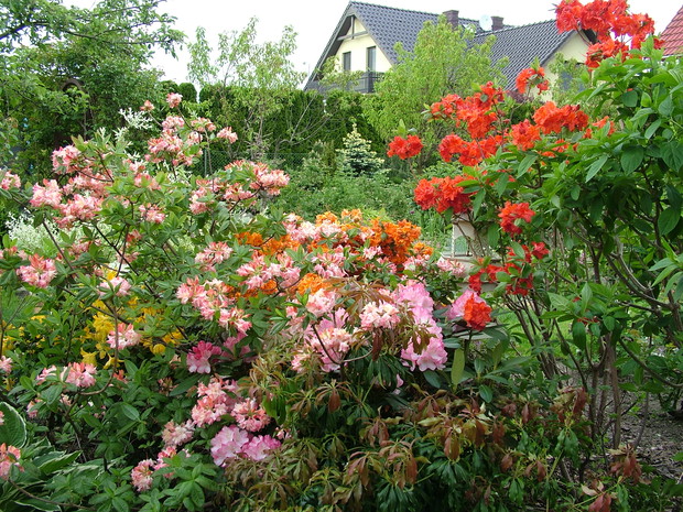 Azalie w  przybliżeniu