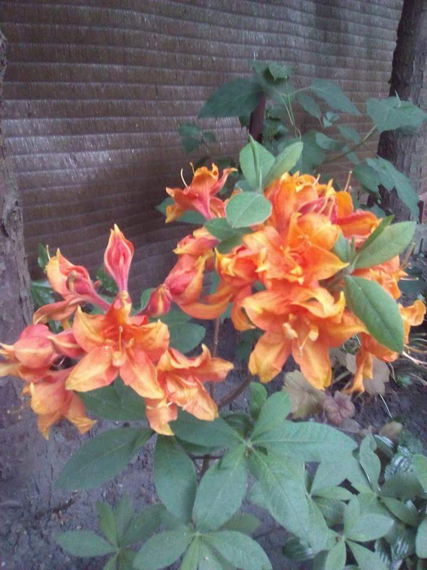 Azalie żółte i pomarańczowe od razu ożywiają swoim kolorem ogród.