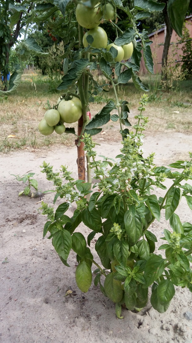 Bazylia rosnąca obok pomidorów poprawia ich smak a także odstrasza szkodniki