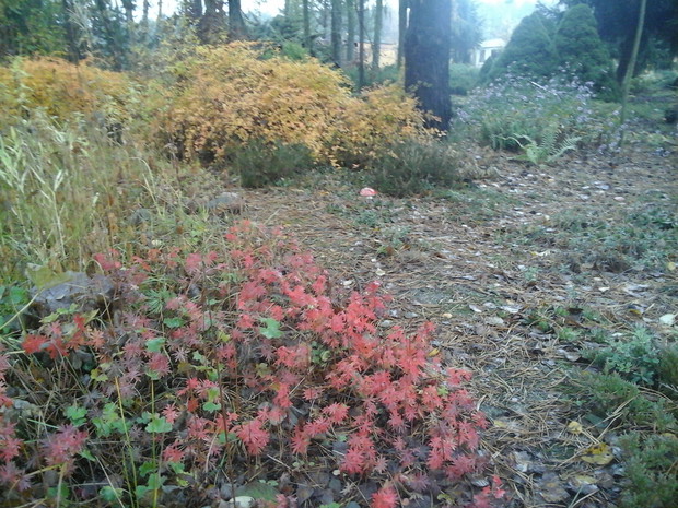 bodziszki i tawulec jesienią