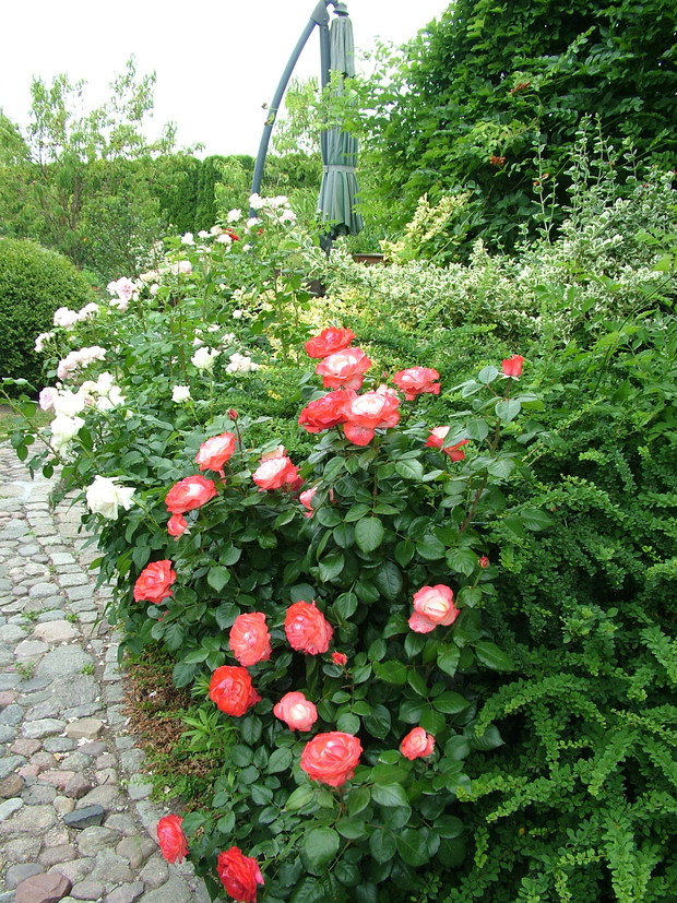 Cudowna Nostalgia i Cinderella z tyłu zasłaniający taras milin
