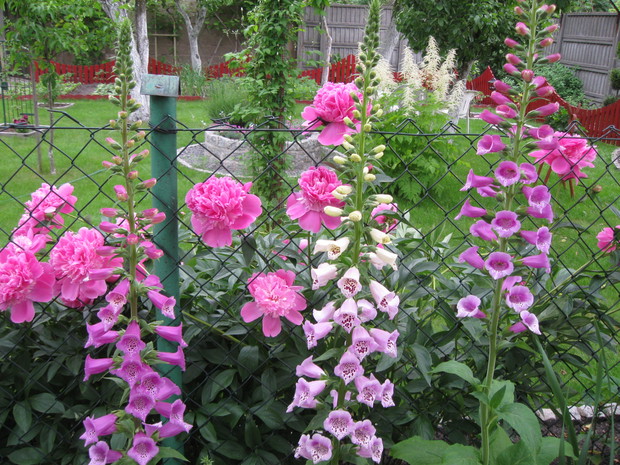 Cudowny zapach piwonii i nie tylko...