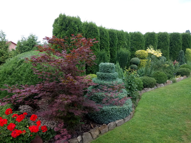 Czerwony klon a za nim iglaczek w kształcie tortu .