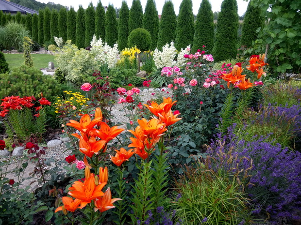 Do ogrodu codziennie kusi mnie zapach a nie może wypuścić magia barw.