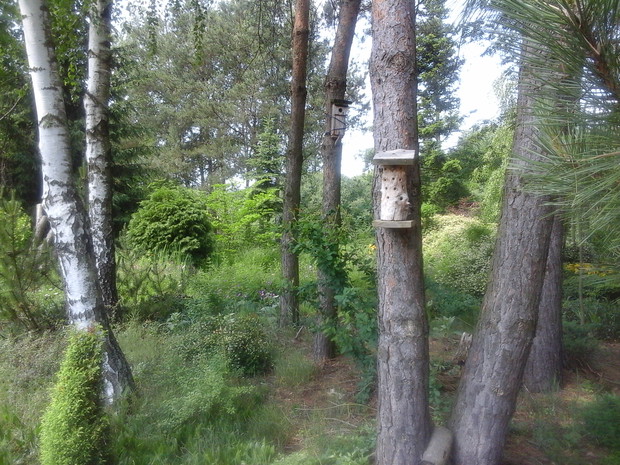 domek dla dzikich pszczół