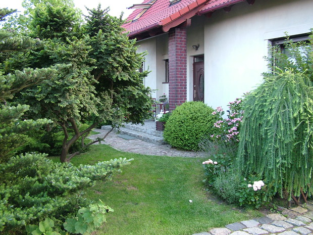 Druga część przodu z wiązem ala bonsai, hortensją piłkowaną i modrzewiem Pendula, różami Bordure Nacree, które szykują się do ponownego kwitnienia i szałwiami	
