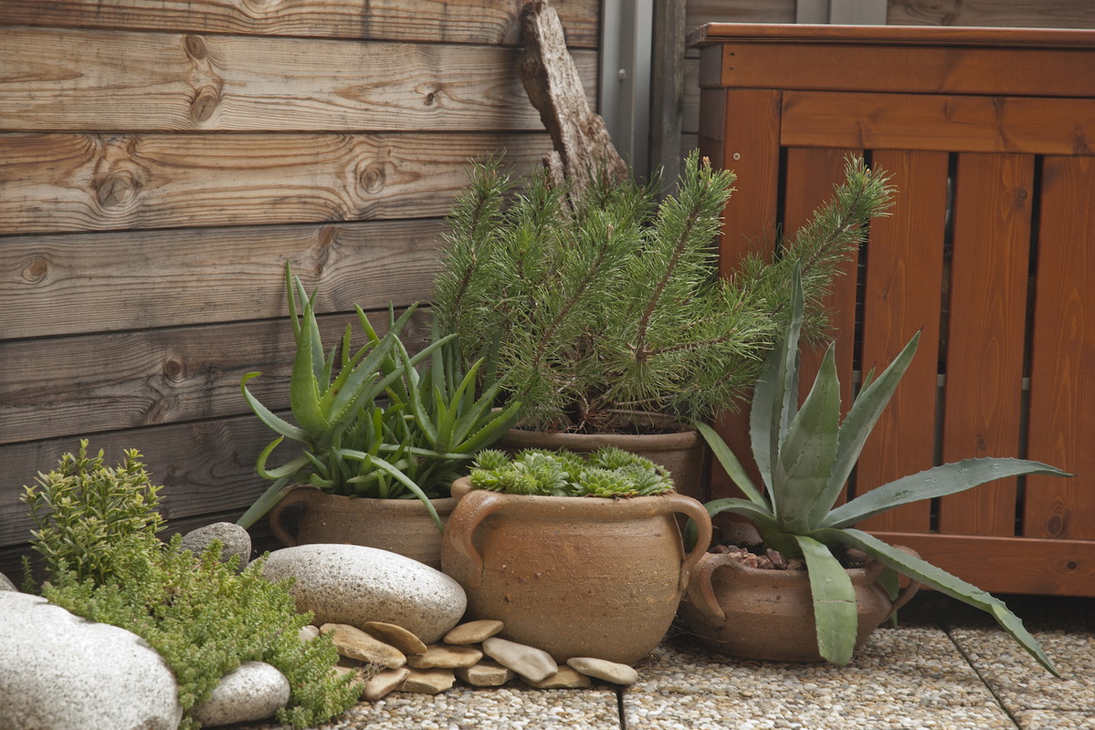 Dzięki niewielkim wymaganiom pielęgnacyjnym, wiele iglaków świetnie radzi sobie jako rośliny o typowo dekoracyjnym zastosowaniu. (zdj.: Adobe Stock)