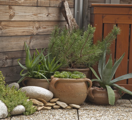 Dzięki niewielkim wymaganiom pielęgnacyjnym, wiele iglaków świetnie radzi sobie jako rośliny o typowo dekoracyjnym zastosowaniu. (zdj.: Adobe Stock)