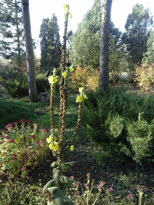 dziewanna w listopadzie