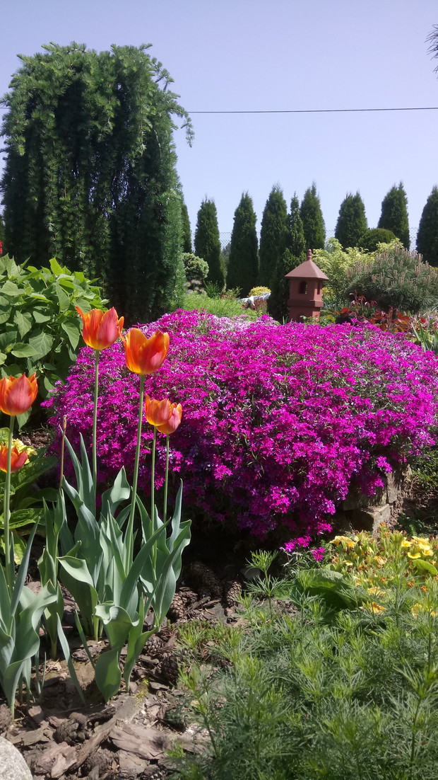 Floks szydlasty pięknie kwitnie wiosną mam go w kilku kolorach.