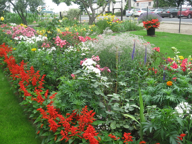 Floksy roztaczają piękny zapach.
