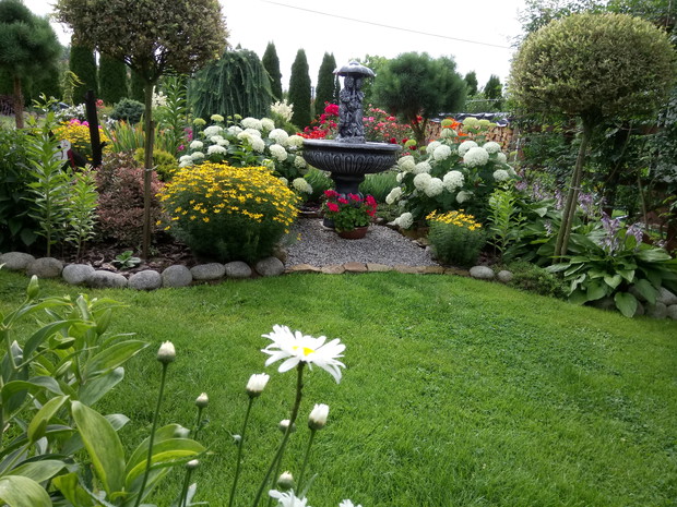 Fontanna pomiędzy hortensjami znajduje się w centrum mojego kolorowego zakątka.