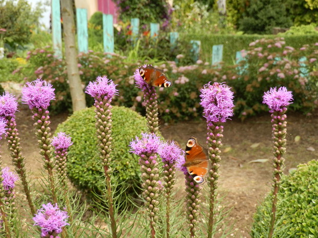 Fragment wysepki z roślinami preriowymi.