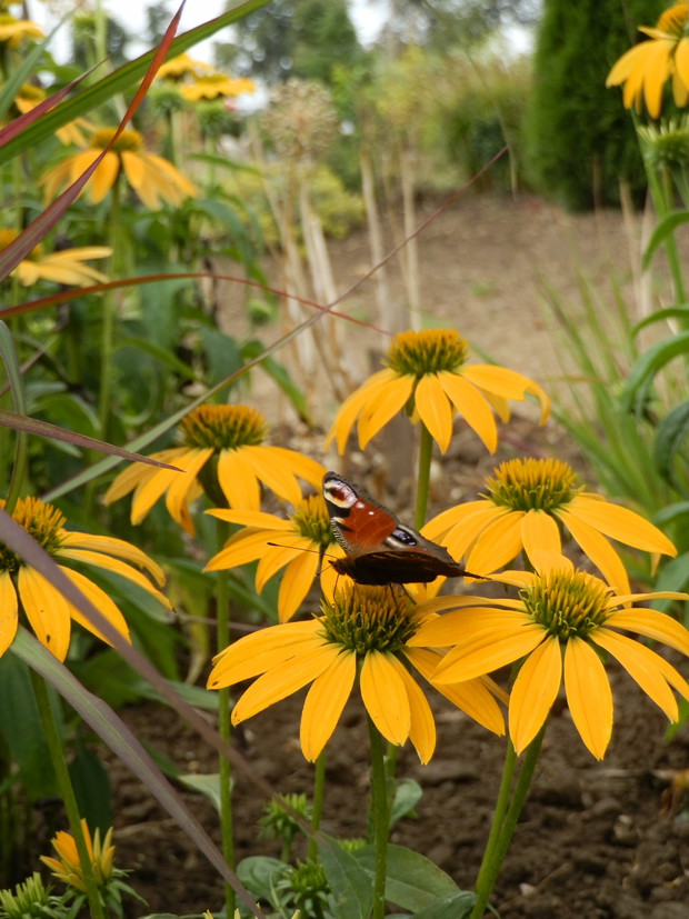Fragment wysepki z roślinami preriowymi.