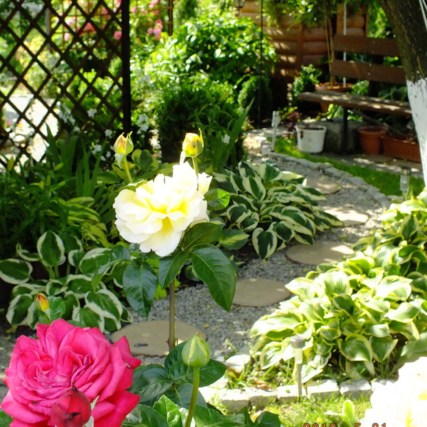 Funkie to rośliny idealne do cienia