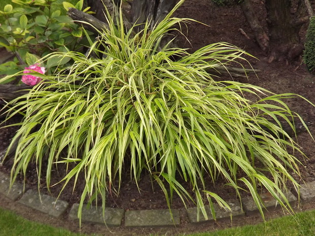 Hakonechloa smukła 'Aureola' Hakonechloa macra.