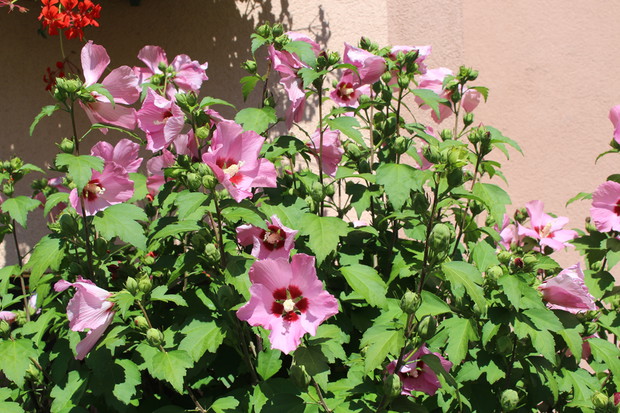 hibiskus o kwiatach różowych