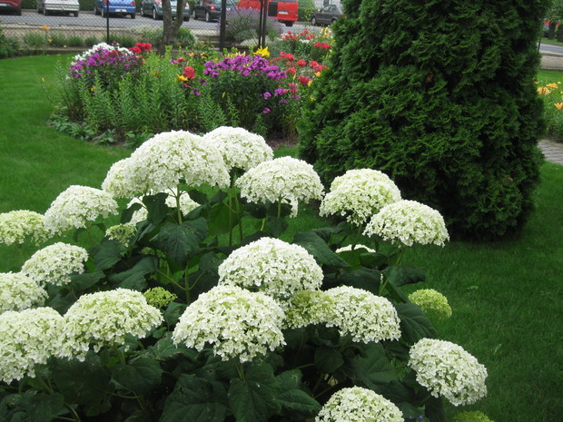 Hortensja ANABELL lubi zaciszne miejsce.