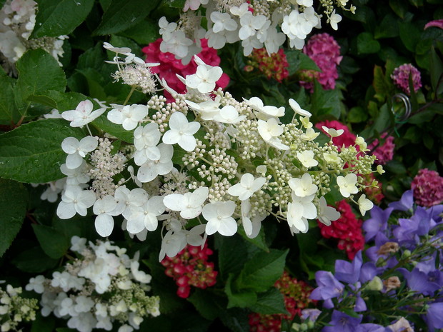 Hortensja bukietowa Big Ben.