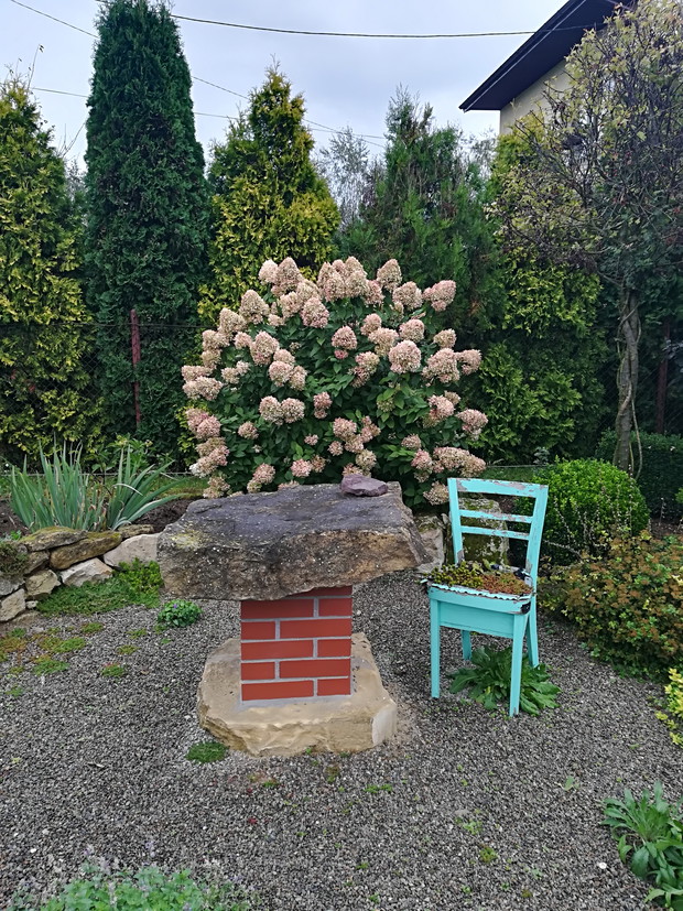 Hortensja bukietowa późnym latem. 