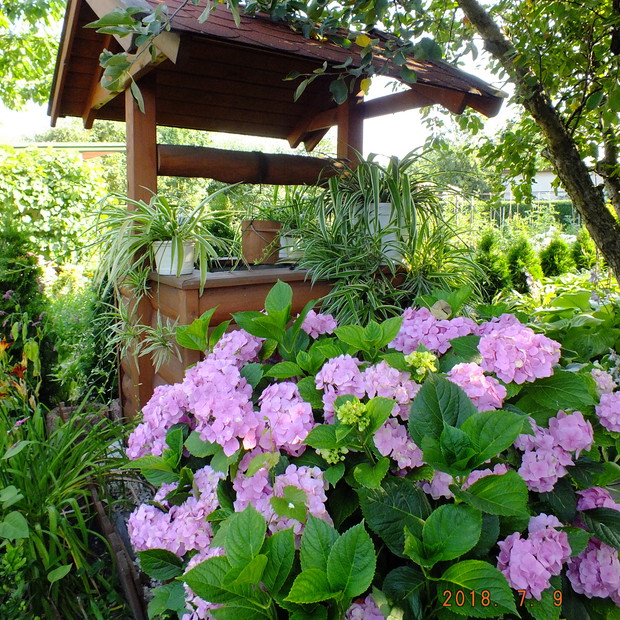 Hortensja ogrodowa w tym roku pokazała na co ją stać