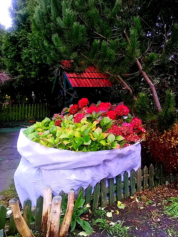 hortensja przygotowywana do zimy