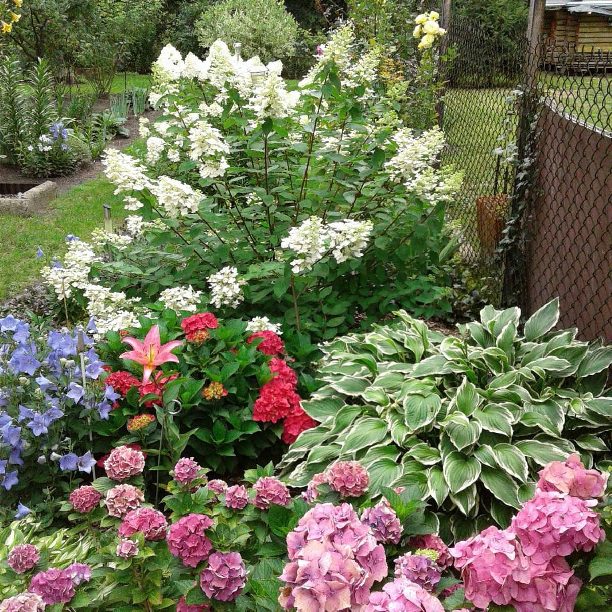 Hortensje bukietowe i ogrodowe.