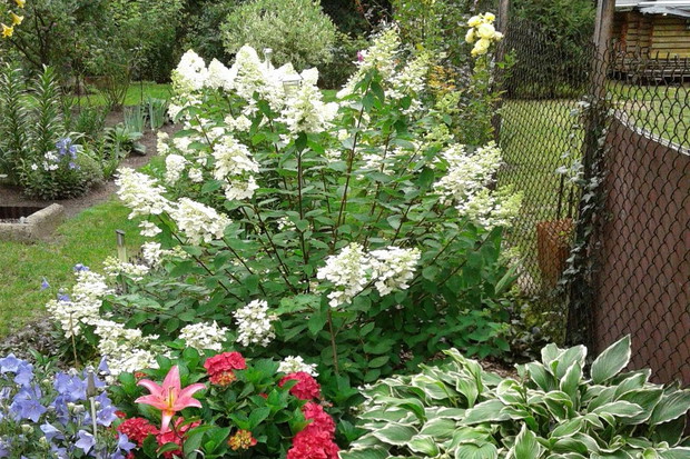 Hortensje bukietowe i ogrodowe.
