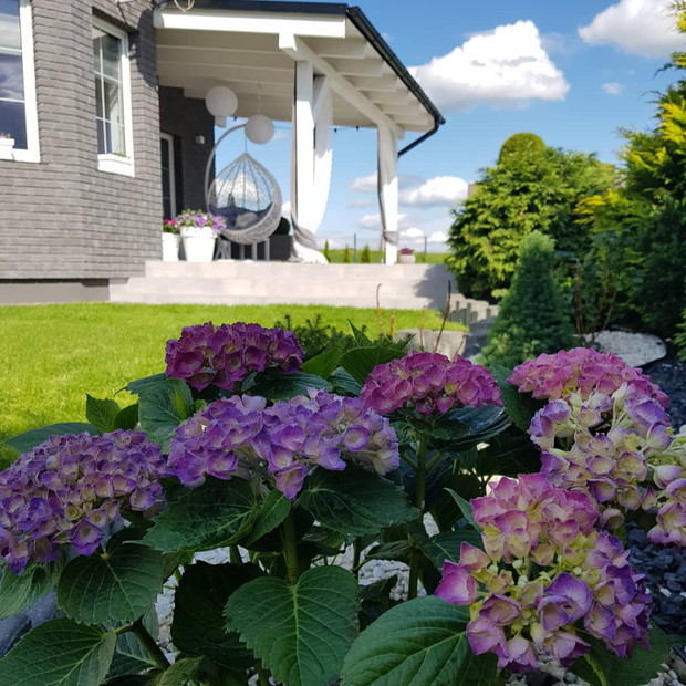 Hortensje to.moje ulubione rośliny. 