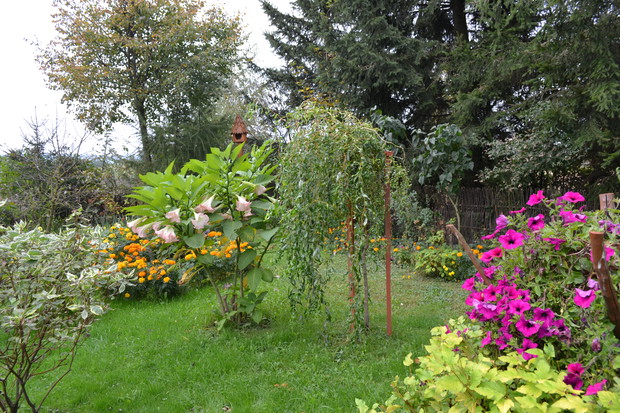 Jeden z kilkunastu bieluni (żółtych, różowych i białych)