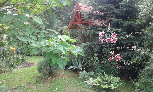 Jedna z wielu lilii drzewiastych